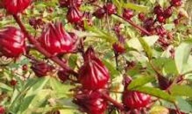 تعرف على فوائد وأضرار الكركديه