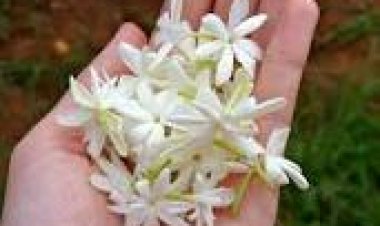 تهدئ أعصابك.. كيف تؤثر النباتات العطرية على المشاعر؟