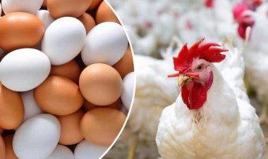 أسعار الدواجن والبيض في الأسواق المصرية اليوم الأربعاء 29-5-2024