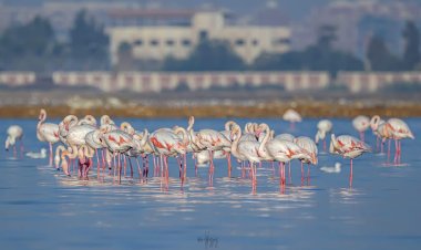 إقامة مهرجان بورسعيد الدولي لمراقبة وتصوير الطيور المهاجرة في نسخته الأولى