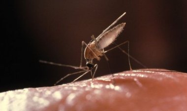 تدشين الحملة القومية لتوزيع الناموسيات المشبعة بتكلفة 60  مليون دولار