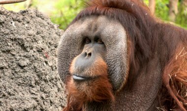 عنده 45 سنة.. نفوق أكبر إنسان غاب في أمريكا الشمالية