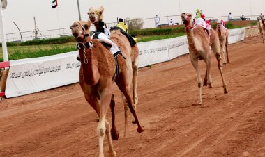 مهرجان محمد بن زايد لسباقات الهجن ومزاينة الإبل «التلة –2023» ينطلق في الأول من يناير المقبل