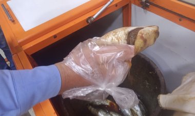 تحرير 84 محضرًا للتجار وأصحاب المخابز المخالفين بكفر الشيخ