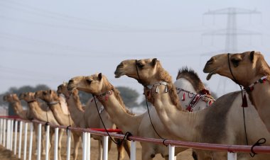 «مهرجان محمد بن زايد لسباقات الهجن» يفتح باب التسجيل والترصيص في المزاينة