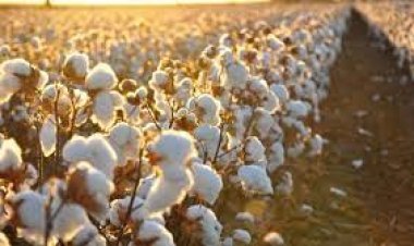 سعر قنطار القطن اليوم  في مصر 2022