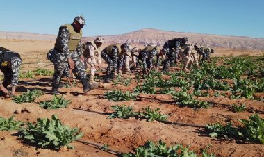 القوات المسلحة تقود حملة مكبرة للبحث والتفتيش على الزراعات المخدرة بسيناء