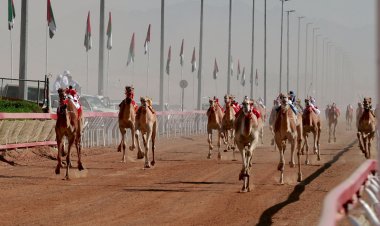 غدًا.. انطلاق منافسات مهرجان محمد بن زايد لسباقات الهجن ومزاينة الإبل «التلة 2023»