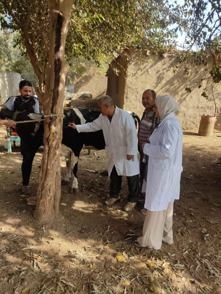 بيطرى المنوفية: تحصين 168 ألف رأس ماشية من الحمى القلاعية والوادي المتصدع