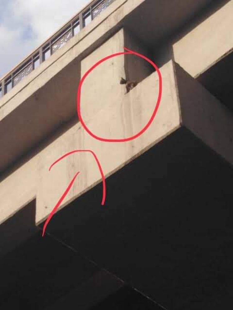 الشرطة المصرية تنقذ قطة محتجزة داخل كوبري بمدينة نصر استجابة لاستغاثة سيدة