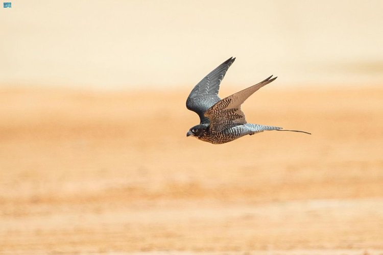 الصقر أسود يحطم جميع الأرقام القياسية بمهرجان الملك عبدالعزيز