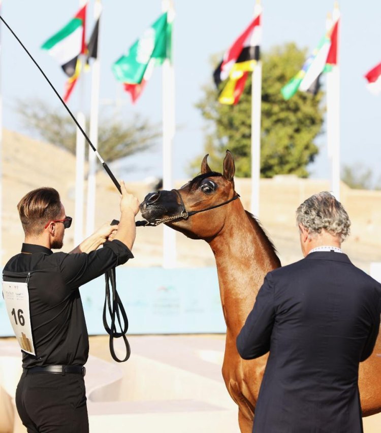 4 عوامل تُعزز نجاح بطولة الفجيرة للخيل العربي