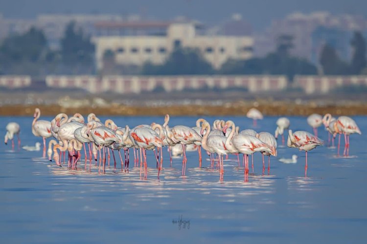 إقامة مهرجان بورسعيد الدولي لمراقبة وتصوير الطيور المهاجرة في نسخته الأولى