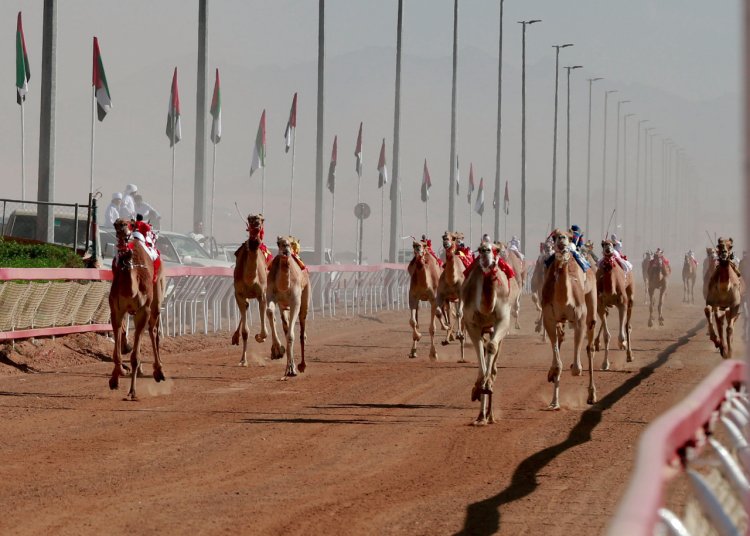 غدًا.. انطلاق منافسات مهرجان محمد بن زايد لسباقات الهجن ومزاينة الإبل «التلة 2023»