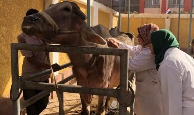 «بيطري القليوبية»: تحصين وعلاج وتجريع مليون و872 ألف رأس ماشية وطائر خلال 2022