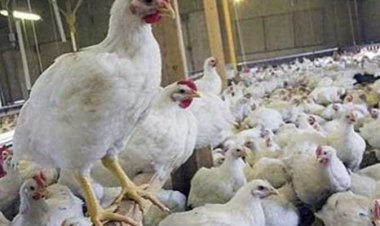 ارتفاع في أسعار الدواجن اليوم 2-1-2023