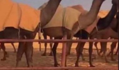 المنقية «سلطانات»  أول الشعل لفئة سيف الملك بمهرجان الإبل