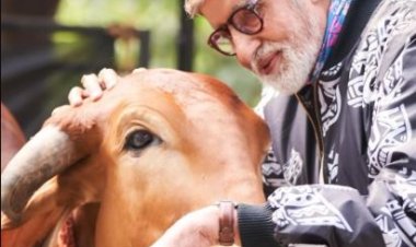 «لقد استمتعت عندما تحدثت مع البقرة».. أميتاب باتشان يثير الجدل على مواقع التواصل الاجتماعي