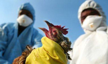 اليابان تكتشف بؤرة جديدة لتفشي أنفلونزا الطيور