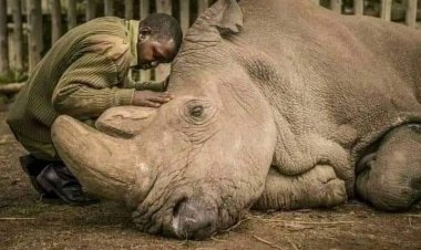 هل ينقرض وحيد القرن؟.. اعرف حقيقة الأمر