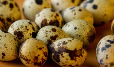 تعرف على فوائد بيض السمان