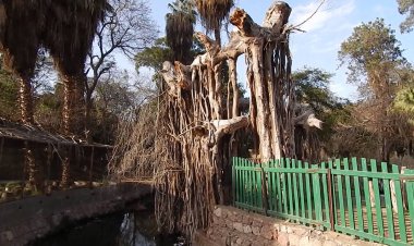 حقيقة تجريف أشجار حديقة الحيوان بالجيزة تزامناً مع تنفيذ خطة لتطويرها