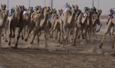 «أسرار سباق الهجن».. وثائقي بـ 13 لغة عالمية