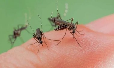 علماء يابانيون يحذرون: البعوض الناقل للفيروسات أصبح أكثر مقاومة للمبيدات