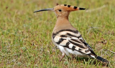 ما هو الطائر الأكثر وفاء من البشر؟.. لا يتزوج بعد موت زوجته