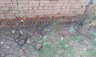 تدشين مبادرة «100 مليون شجرة» بإدارة شباب قليوب