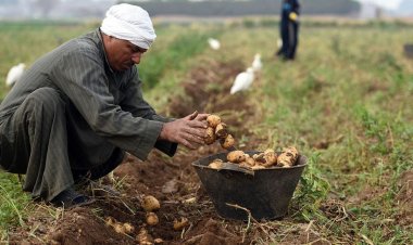 بعد تحقيقها صادرات تاريخية.. كيف ستحافظ مصر على مستقبل الزراعة؟