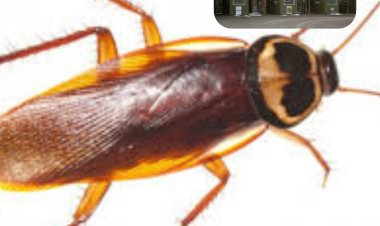 قبل الفلانتين..الصرصار على اسم الإكس بـ 25 دولار