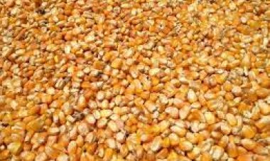 «الزراعة»  تُعلن الإفراج عن 1.864 مليون طن مكونات أعلاف