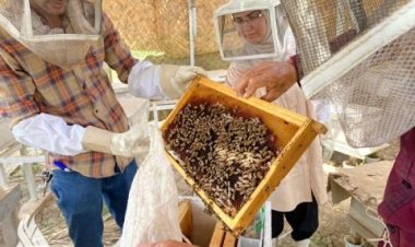 «الزراعة» تُعلن ارتفاع معدل إنتاج العسل في البصرة