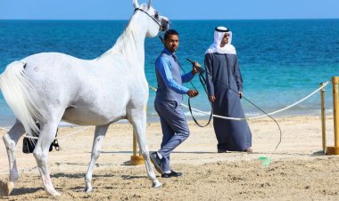 منافسات قوية في ثالث أيام بطولة الظفرة لجمال الخيل العربية