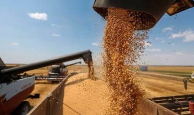 الزراعة: الإفراجات الأخيرة عن الأعلاف تزيد عن الاحتياجات الداخلية