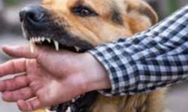 البحث عن كلب مسعور عقر 3 أشخاص بمركز العياط