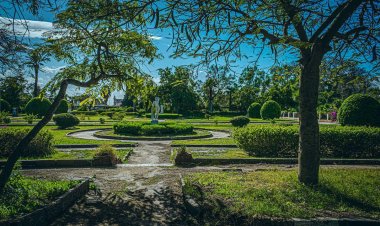 الإسكندرية: الانتهاء من زراعة ٤٢٣٥ شجرة وإطلاق خطة تشجير جديدة