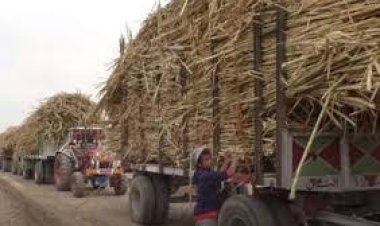 التموين: جاري سداد مستحقات موردي القصب  بقيمة مليار و469 مليون جنيه