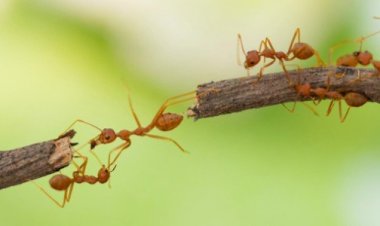 العلماء يتوصلون لقدرات النمل المذهلة.. «يكشف الأورام السرطانية»