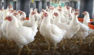  بشرى سارة.. أسعار الدواجن ستنخفض في رمضان
