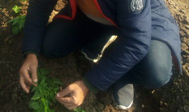 «الزراعة» تتابع مشاتل الخضر والفاكهة والصوب الزراعية وزراعات البطاطس بالغربية