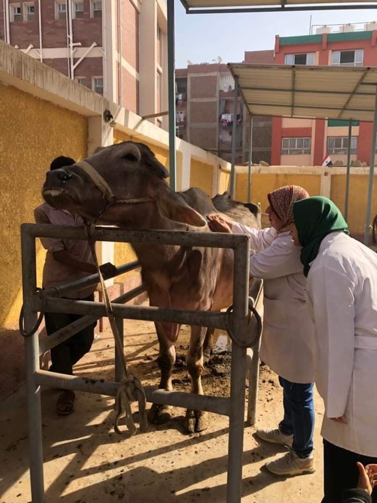 «بيطري القليوبية»: تحصين وعلاج وتجريع مليون و872 ألف رأس ماشية وطائر خلال 2022