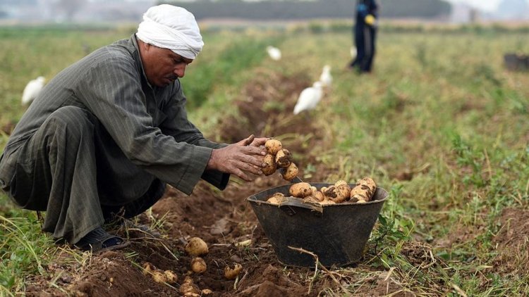 بعد تحقيقها صادرات تاريخية.. كيف ستحافظ مصر على مستقبل الزراعة؟