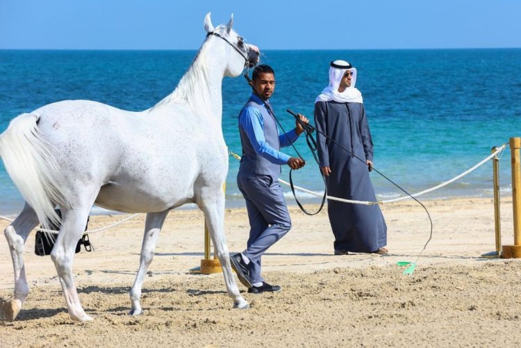 منافسات قوية في ثالث أيام بطولة الظفرة لجمال الخيل العربية