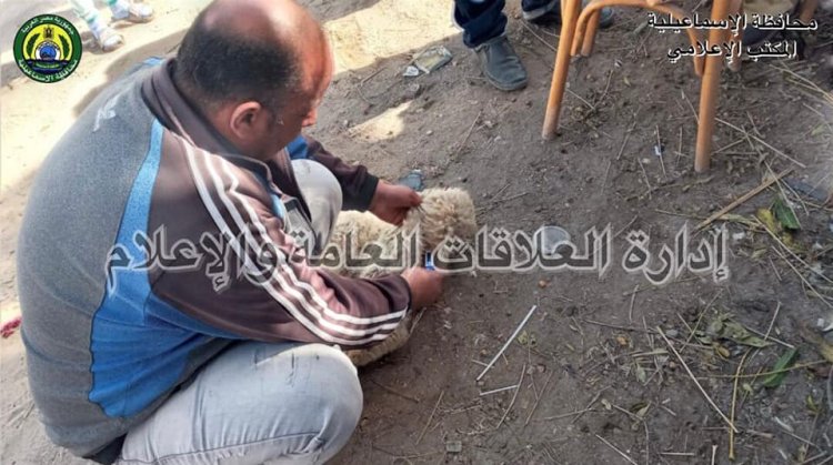 حملة لتحصين رؤوس الماشية ضد مرض الجلد العقدي وجدري الأغنام في القنطرة غرب