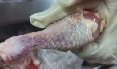 بسبب مخالفات صحية.. ضبط صاحب مطعم دجاج شهير في حلوان