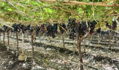 بلاغات بالجملة ضد الجمعية الزراعية في بنها .. تحرير محاضر ضد مواطنين مقيمين بالخارج وليس لهم حيازات وهدم أسوار دون قرارات إزالة