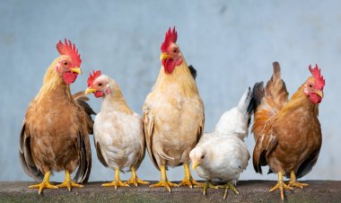 مفاجأة.. أسعار الدواجن ستنخفض في رمضان 2023 