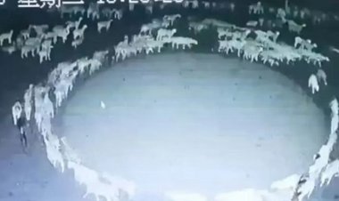 ما هي علاقة دوران الخرفان حول نفسها بزلزال تركيا؟